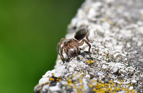 Arctosa lutetiana Fauna Natur im AustriaForum